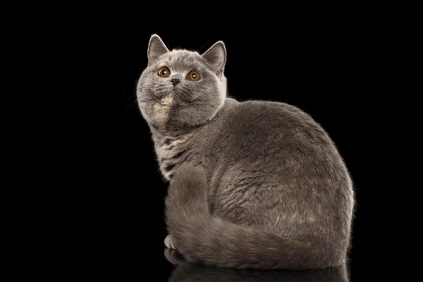 Gato británico gris peludo sentado, mirando hacia arriba, fondo negro aislado — Foto de Stock