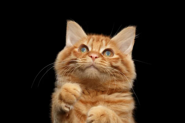 Nahaufnahme kurilische Bobtail-Katze neugierig Pfoten hochziehend, isoliert schwarz — Stockfoto