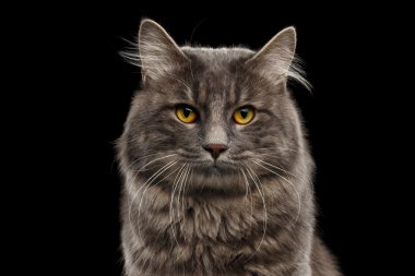 Portre portre Kurilian Bobtail kedi meraklı görünüyor, izole siyah arka plan