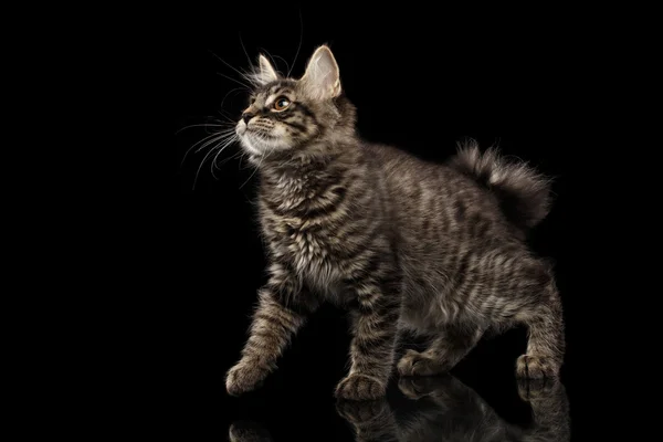 Crouched Kurilian Bobtail Kitty without tail Curious Looks, Isolated Black — Stock Photo, Image