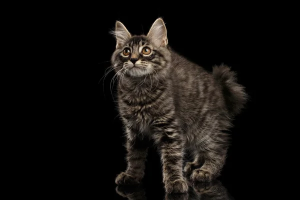 Agachado Kurilian Bobtail Kitty sem cauda Curious Looks, Isolado Preto — Fotografia de Stock