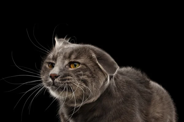 Primer plano retrato divertido cara sacudida cabeza gato, aislado negro fondo — Foto de Stock