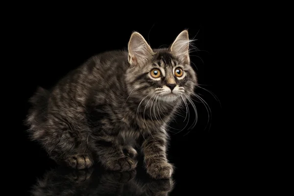 Crouched Kurilian Bobtail Kitty without tail Curious Looks, Isolated Black — Stock Photo, Image