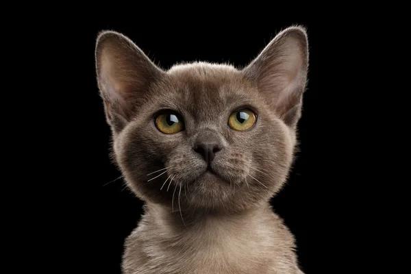 Ritratto ravvicinato di piccolo gattino grigio birmano, sfondo nero isolato — Foto Stock