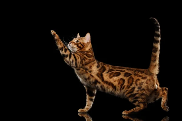 Oynak Bengal erkek kedi ayakta, şardon pençe, izole siyah arka plan — Stok fotoğraf