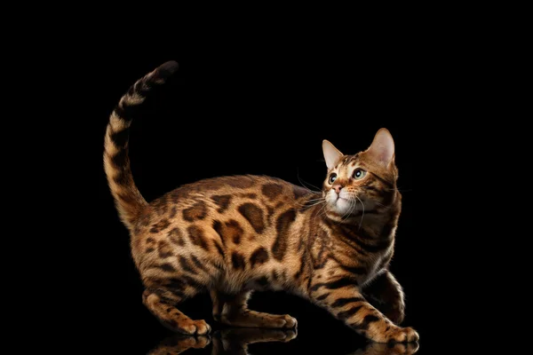 Verspielter Bengal-Kater mit schönen Flecken, isolierter schwarzer Hintergrund — Stockfoto