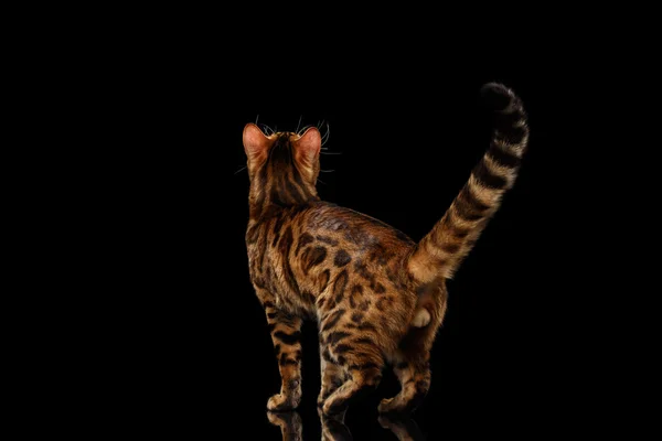 Gato macho de bengala juguetón con hermosos puntos, fondo negro aislado — Foto de Stock