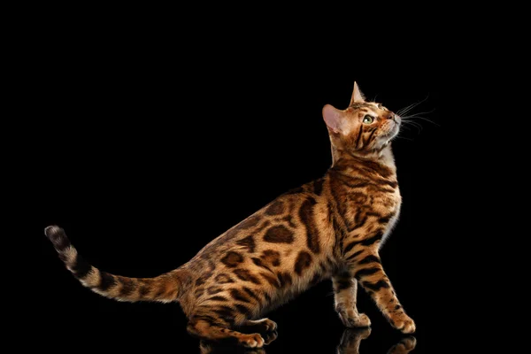 Verspielter Bengal-Kater mit schönen Flecken, isolierter schwarzer Hintergrund — Stockfoto