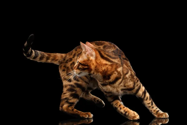 Juguetón Bengala macho gato jugar con la cola, aislado negro fondo — Foto de Stock