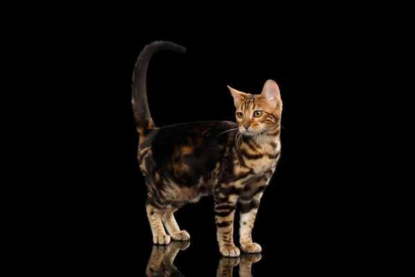 Маленький бенгальский кот стоит и поднимает хвост, изолированный черный фон — стоковое фото