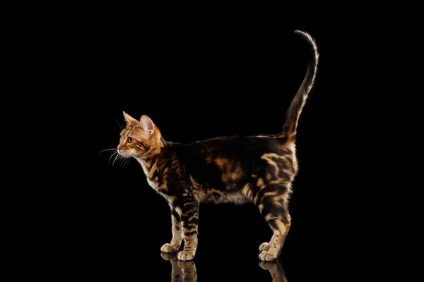 Pequeno gato de bengala em pé e levantar cauda, fundo preto isolado — Fotografia de Stock
