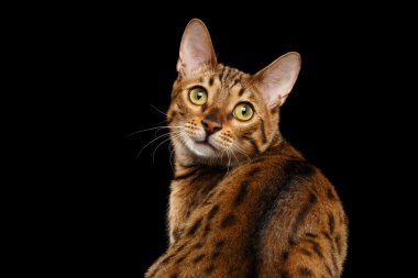 Yakın çekim merak yüz Bengal kedisi arıyorum arka, izole siyah arka plan