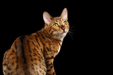 Yakın çekim merak yüz Bengal kedisi arıyorum arka, izole siyah arka plan