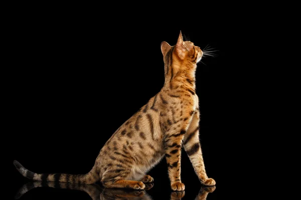 Gato feminino de Bengala curioso Sentado, Olhando para cima, Fundo preto isolado — Fotografia de Stock