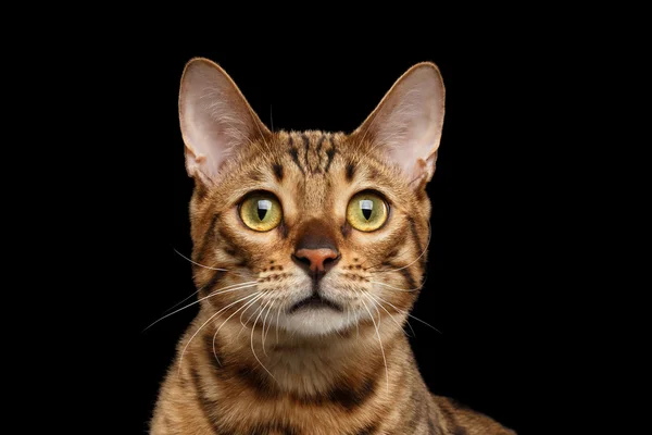 Close-up Portrait of Curious Face Bengal Cat, Isolated Black Background — Stock Photo, Image