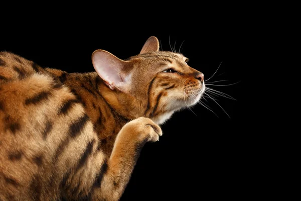 근접 촬영 재미 벵골 고양이 긁는 그의 얼굴, 고립 된 블랙 배경 — 스톡 사진