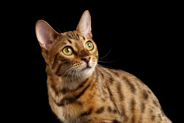 Closeup Curious Face Bengal Cat Looking up, Isolated Black Background — Stock Photo, Image