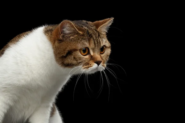 Lustige schottische gerade männliche Katze hebt den Kopf, isolierter schwarzer Hintergrund — Stockfoto