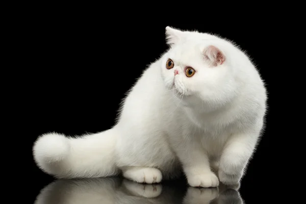 Необычный белый экзотический кот, красные глаза, изолированный черный фон — стоковое фото