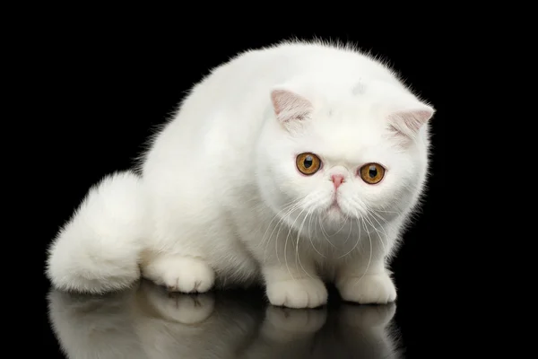 Unusual Pure White Exotic Cat, Red Eyes, Isolated Black Background — Stock Photo, Image