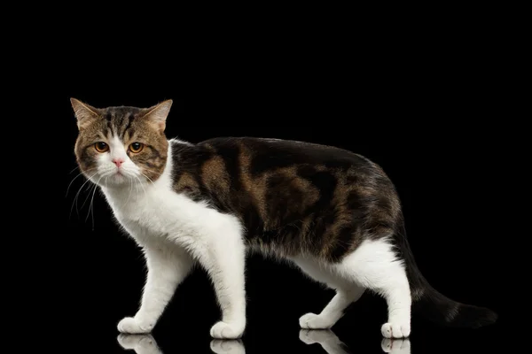 Sad White Scottish Straight Cat Standing in Isolated Black Background — Stock Photo, Image