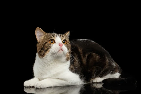 Scottish Straight tabby Cat Lying on Mirror, Isolated Black Background — Stock Photo, Image