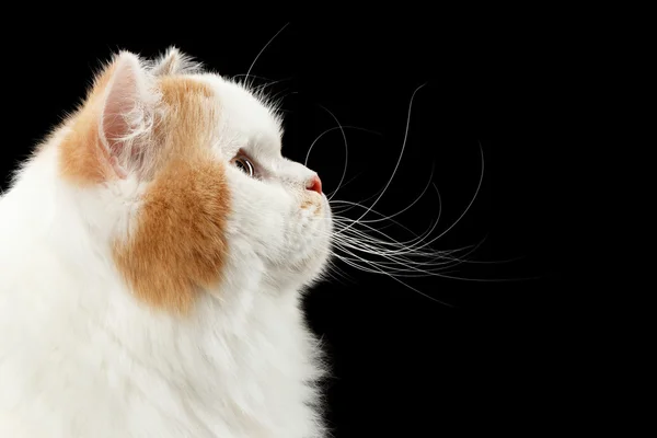 Closeup Scottish Highland Straight Cat, Fundo preto isolado, Visualização do perfil — Fotografia de Stock