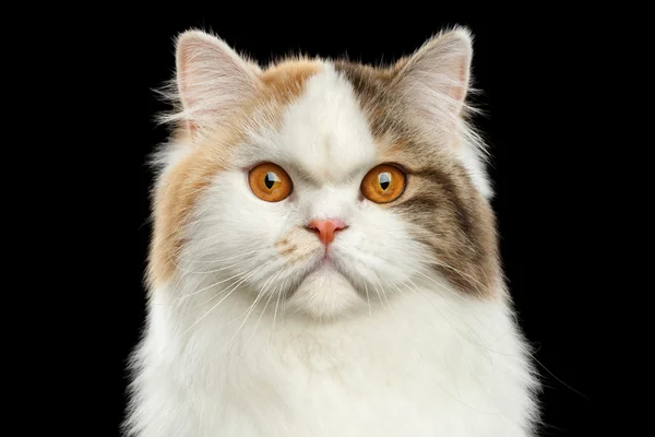 Closeup Portrait Angry Scottish Highland Straight Cat, พื้นหลังสีดําโดดเดี่ยว — ภาพถ่ายสต็อก