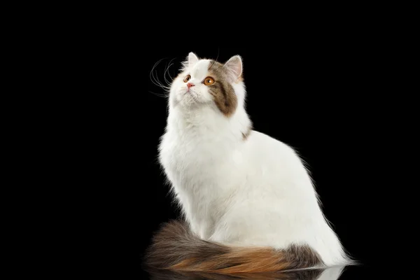 Retrato Scottish Highland Straight Cat, miradas curiosas, fondo negro aislado — Foto de Stock