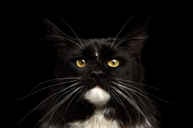 Portre portre Maine Coon kedi kamera, seyir izole siyah arka plan