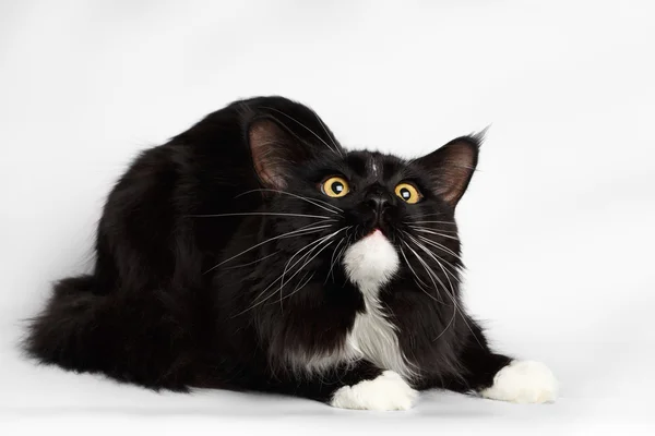 Black Maine Coon Cat Lying, Looking up, on White Background — Stock Photo, Image