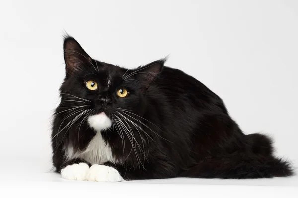 Schwarze Maine Coon Katze liegend, aufblickend, auf weißem Hintergrund — Stockfoto