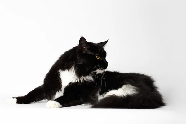 Black Maine Coon Cat Lying, Looking back, on White Background — Stock Photo, Image