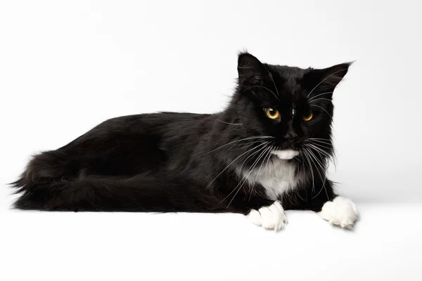 Black Maine Coon Cat Lying and Looking Down, White Background, — Stock Photo, Image