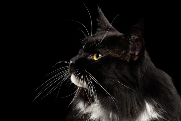 Closeup Profile Maine Coon Cat Looking up, Isolated Black Background — Stock Photo, Image