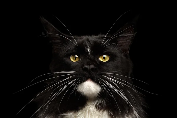 Closeup Portrait Maine Coon Cat Looking Camera, Isolated Black Background — Stock Photo, Image