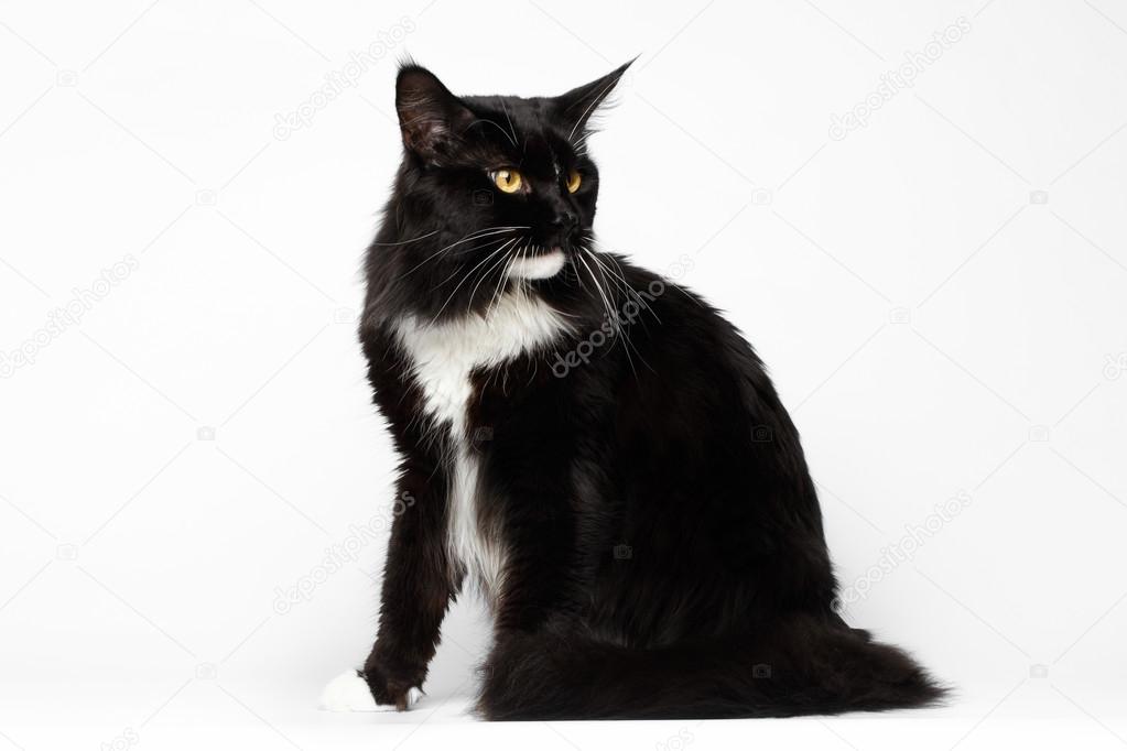 Black Maine Coon Cat Sitting Looking Back On White Background Stock Photo Image By C Seregraf Black Maine Coon Cat Sitting Looking Back On White Background Stock Photo Image By C Seregraf