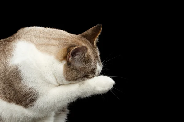 Weiße Katze Pfote im Gesicht schließen, Schnauze waschen, isolierter schwarzer Hintergrund — Stockfoto