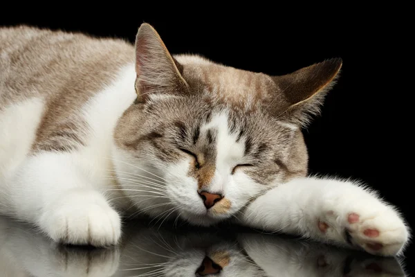Cute White Cat with closed eyes Dreaming Isolated Black Background — Stock Photo, Image