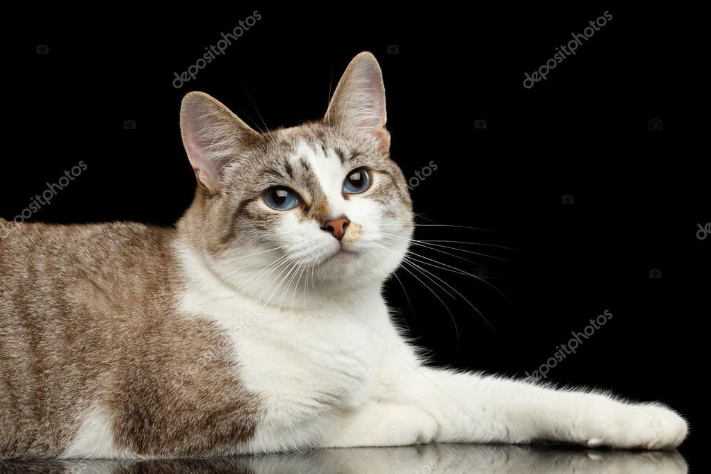 Joli Chat Blanc Yeux Bleus A Lair Curieux Isolé Fond