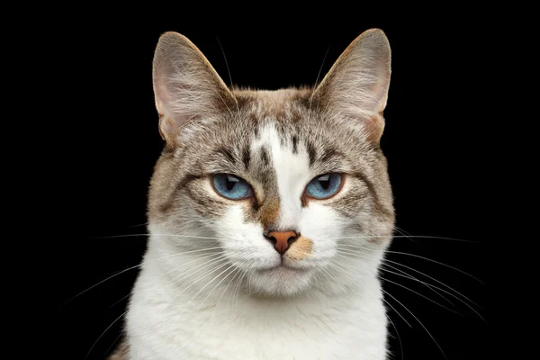Портрет крупним планом обличчя кота білий, синій очей ізольованих чорного тла — стокове фото