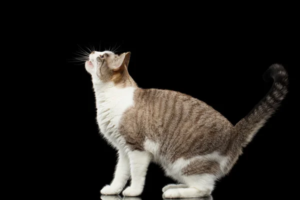 白猫の頭を上げるウォーキングオン分離黒背景 — ストック写真