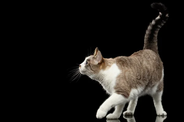 Playful Walking White Cat Crouching on Isolated Black Background — Stock Photo, Image