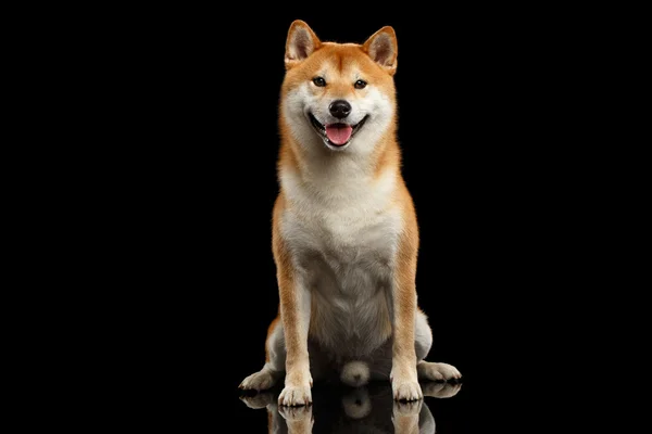 Pedigreed Shiba inu Dog Sentado, Sorrindo, Parece curioso, Isolado fundo preto — Fotografia de Stock