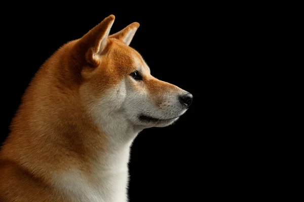 Крупним планом портрет у профілі Shiba inu Dog, ізольований чорний фон — стокове фото