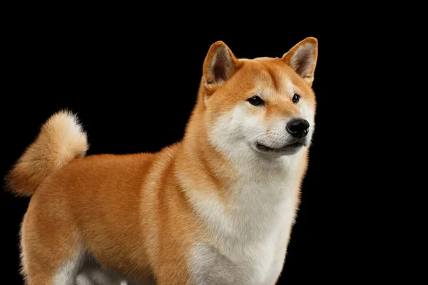 Pedigreed Red Shiba inu hond permanent op geïsoleerde zwarte achtergrond — Stockfoto