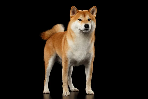 Rassegeflügel roter shiba inu Hund steht auf isoliertem schwarzem Hintergrund — Stockfoto