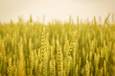 Altın gitmedenen alan arka plan, genç büyüme