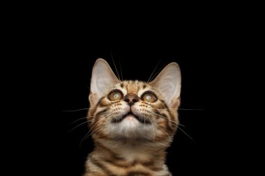 Bengal kedi closeup portre siyah arka plan izole