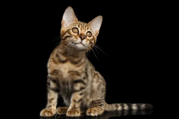 Bengal Kitty sitzt und neugierig nach oben schaut isoliert schwarzen Hintergrund — Stockfoto